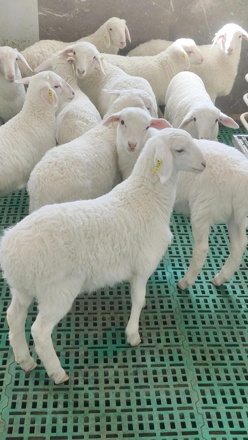 种猪繁育